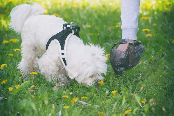 Proprietário Limpeza Após Cão Com Saco Plástico — Fotografia de Stock