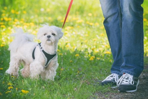 Weißer Maltesischer Hund Geht Mit Seiner Besitzerin Spazieren — Stockfoto