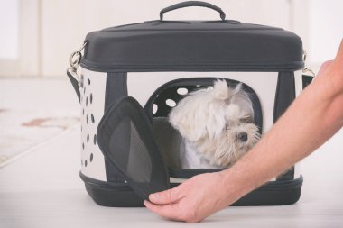 küçük köpek Malta onun taşıyıcı ya da çanta içinde oturan ve bir yolculuk için bekliyor