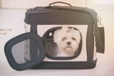 Işınlayıcısında oturan küçük köpek maltese.