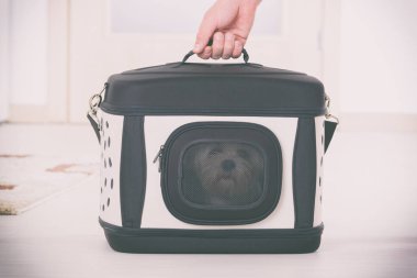 küçük köpek Malta onun taşıyıcı ya da çanta içinde oturan ve bir yolculuk için bekliyor