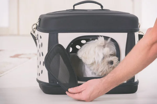 Small Dog Maltese Sitting His Transporter Bag Waiting Trip — Stock Photo, Image