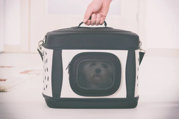 Pequeno Cão Maltês Sentado Seu Transportador Saco Esperando Por Uma — Fotografia de Stock