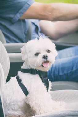 Arka planda sahibinin arabasındaki küçük köpek maltesi. Köpek seyahat ederken onu güvende tutmak için özel bir köpek arabası takıyor..