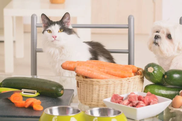 Small dog and cat observe the preparation of natural organic food for pets at home