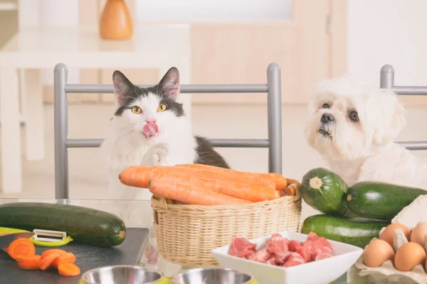 Kleine Hond Kat Observeren Bereiding Van Natuurlijk Biologisch Voedsel Voor — Stockfoto