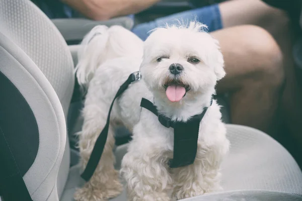 Pequeno Cão Maltês Carro Seu Proprietário Fundo Dog Usa Chicote — Fotografia de Stock