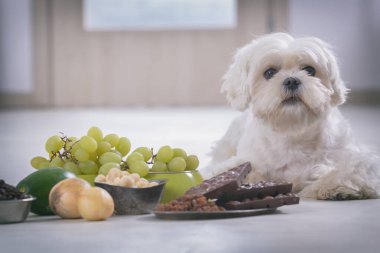 Küçük beyaz Malta köpeği ve onun için zehirli gıda malzemeleri.
