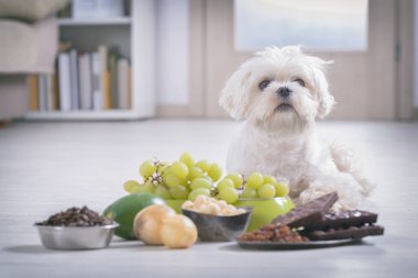 Küçük beyaz Malta köpeği ve onun için zehirli gıda malzemeleri.