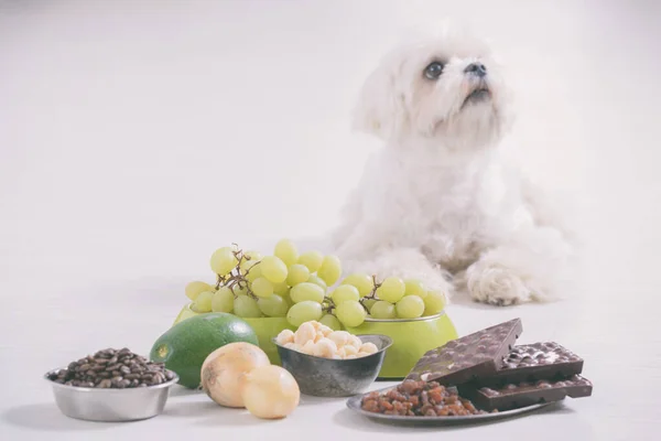 Pequeño Perro Maltés Blanco Ingredientes Alimentarios Tóxicos Para — Foto de Stock