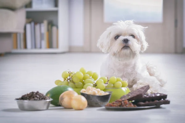 Kis Fehér Máltai Kutya Élelmiszer Összetevők Mérgező — Stock Fotó