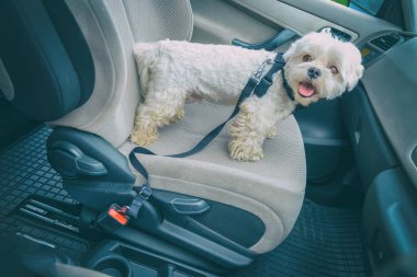 Arabada küçük bir köpek maltesi. Köpek seyahat ederken onu güvende tutmak için özel bir köpek arabası takıyor..