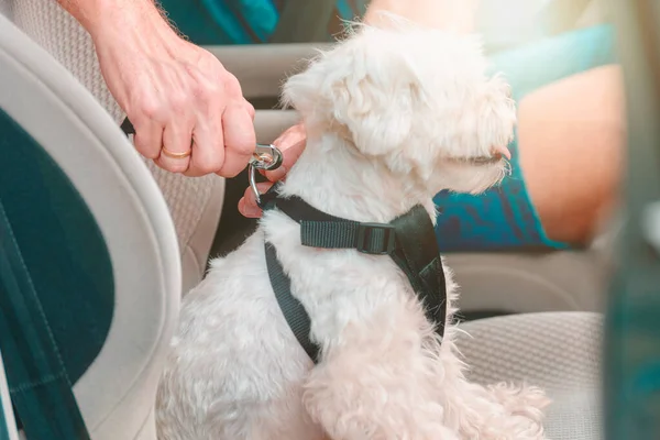 Arka Planda Sahibinin Arabasındaki Küçük Köpek Maltesi Köpek Seyahat Ederken — Stok fotoğraf