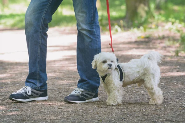 Biały Maltański Pies Spacerujący Swoim Właścicielem — Zdjęcie stockowe
