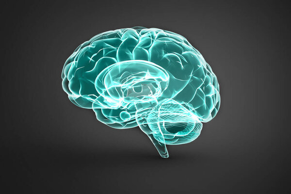 3D иллюстрация человеческого мозга на тёмном фоне с мягкой тенью
. 