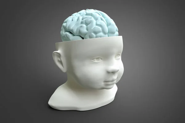 Modelo Cabeza Cerebro Del Niño Ilustración Conceptual Que Puede Utilizar — Foto de Stock