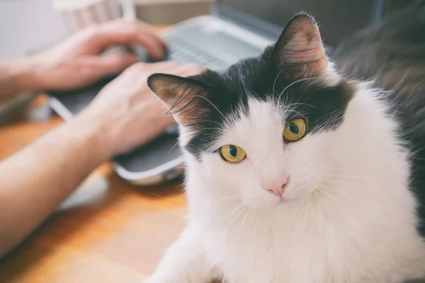 Férfi Otthon Dolgozik Tartja Liitle Macskáját — Stock Fotó