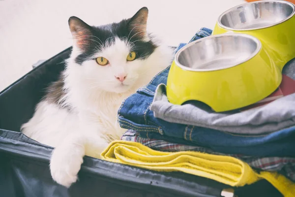 Kat Zittend Koffer Tas Wachtend Een Reisje Reizen Met Huisdieren — Stockfoto