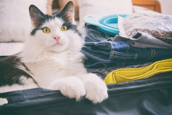 Kočka Sedí Kufru Nebo Tašce Čeká Výlet Cestování Pojetím Domácích — Stock fotografie