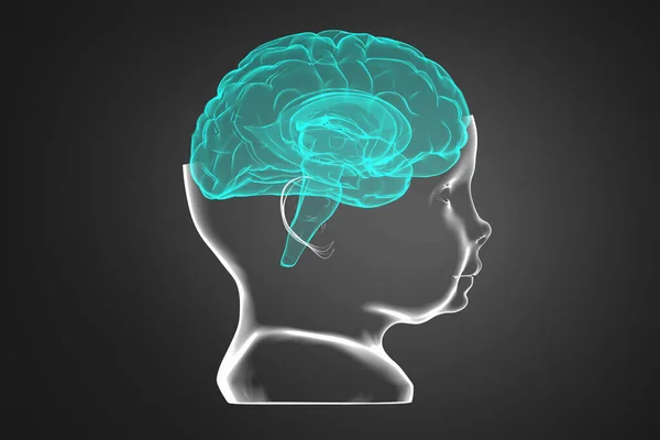 Model Van Het Hoofd Hersenen Van Het Kind Conceptuele Illustratie — Stockfoto