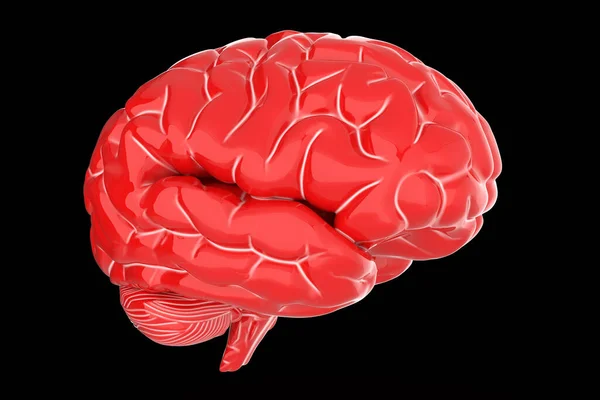 Illustration Red Human Brain Dark Background Soft Shadow — Stock Photo, Image