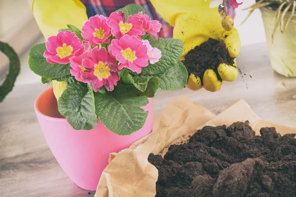 Kvinna Återplantera Rosa Kruka Står Bakom Träbord Hemma — Stockfoto