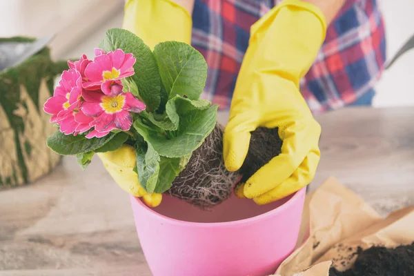 Mujer Replantar Planta Nueva Olla Rosa Pie Detrás Mesa Madera —  Fotos de Stock