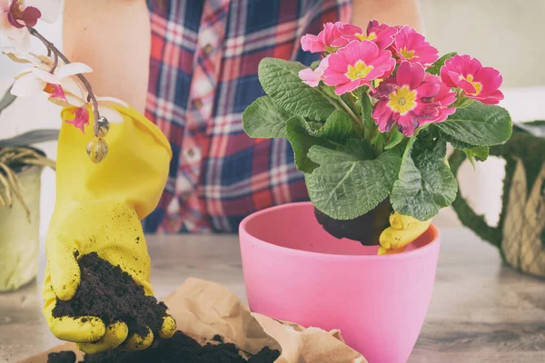 Átültetés Növény Rózsaszín Pot Mögött Álló Asztal Otthon — Stock Fotó