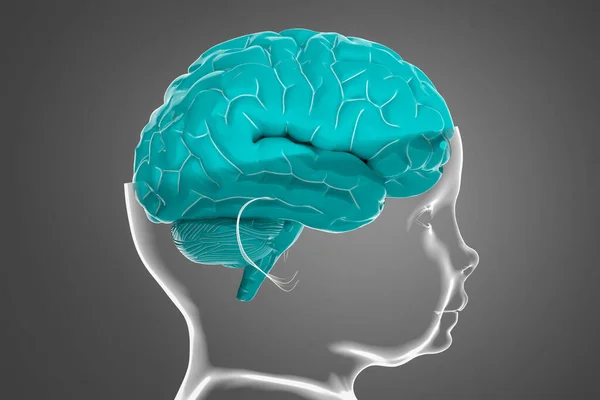 Model Child Head Brain Conceptual Illustration Can Used Many Fields — Stock Photo, Image