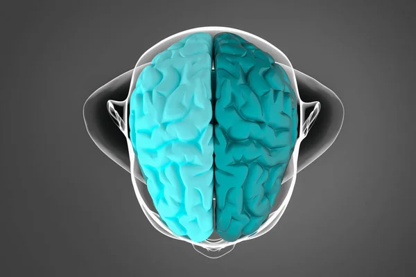 Ilustrace Lidského Mozku Mozkové Hemisféry Přes Tmavé Pozadí Siluetou Těla — Stock fotografie