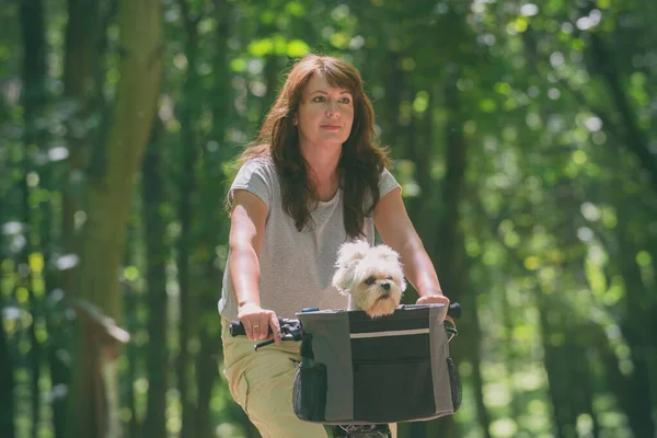 Vacker Mogen Kvinna Rida Cykel Med Hennes Husdjur Maltesiska Hund — Stockfoto