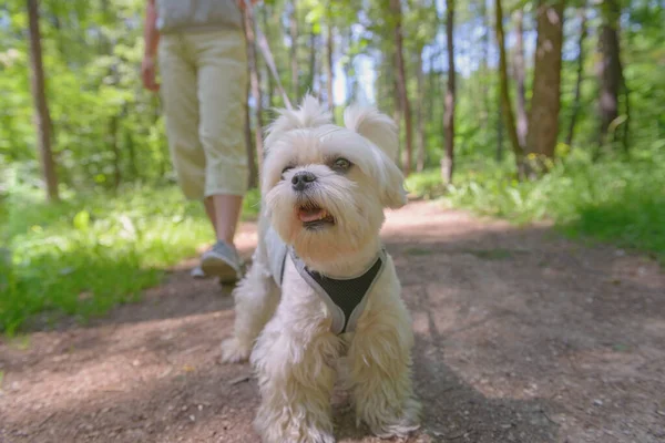 Wandelende Vrouw Met Maltese Hond Het Zomerpark — Stockfoto