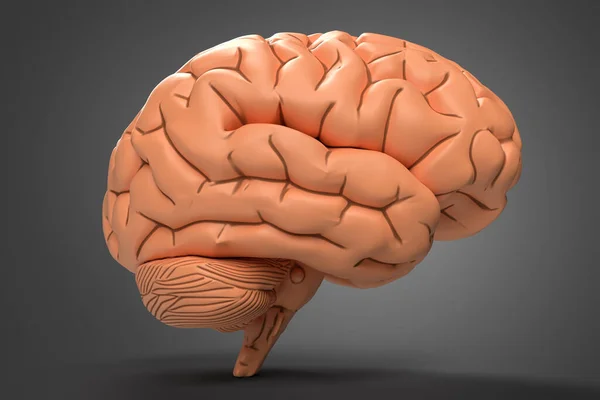 Ilustrace Lidského Mozku Hlíny Tmavém Pozadí Měkkým Stínem — Stock fotografie