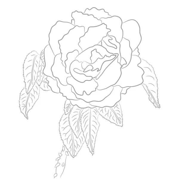 Vektoros rajz Rózsa kifestőkönyv — Stock Vector