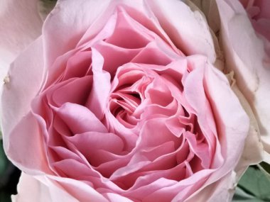 Açık pembe bir gülün tomurcuğu eğimli bir renkte