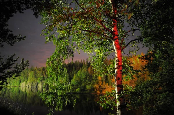 A red lit birch tree in a night forest in Russia — Stock Photo, Image
