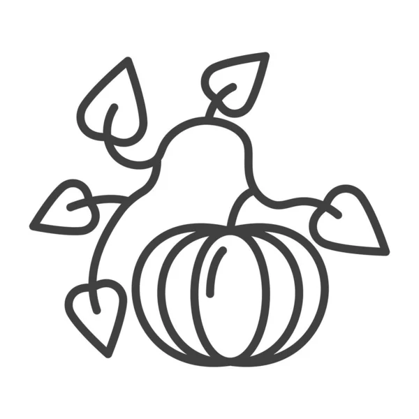 Icône de citrouille sur la vigne avec des feuilles. Image linéaire minimaliste. Vecteur isolé sur fond blanc . — Image vectorielle
