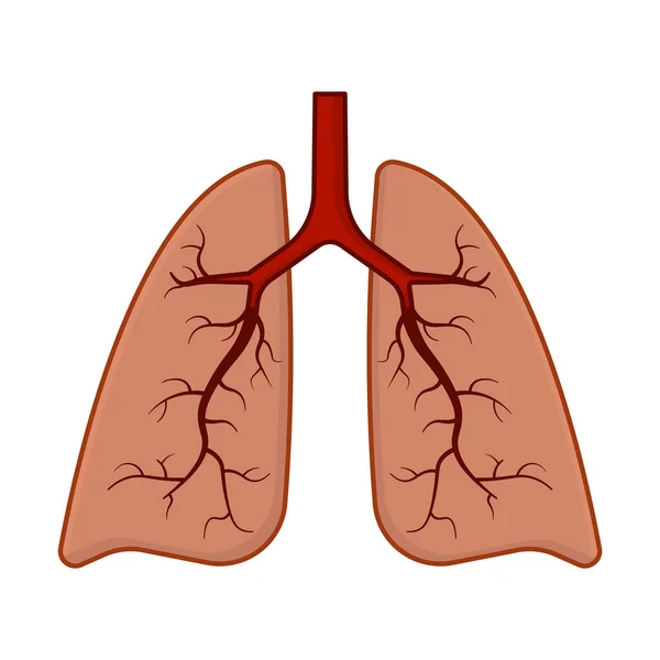 Icono de pulmones humanos. Imagen en color de dibujos animados. Vector aislado sobre fondo blanco . — Archivo Imágenes Vectoriales