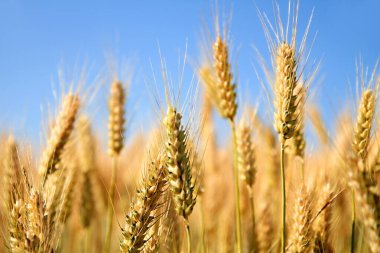 Buğday alan hasat için hazır