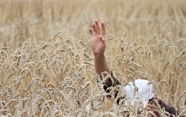 Çocuk eli havada olgunlaşmış buğday tarlasında