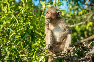 vahşi maymun portresi