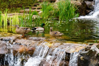 Peyzaj tasarımı. Dekoratif ördek