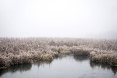 Sazlık göl kenarında frost ile sis kaplı.