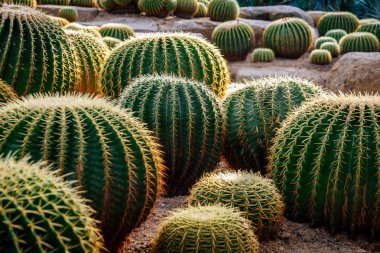 Peyzaj tasarımı. Kaktüs Bahçe