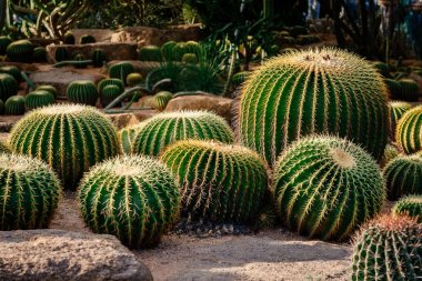Peyzaj tasarımı. Kaktüs Bahçe