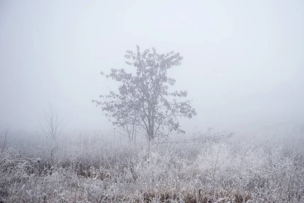 Uma árvore no campo no nevoeiro e geada — Fotografia de Stock