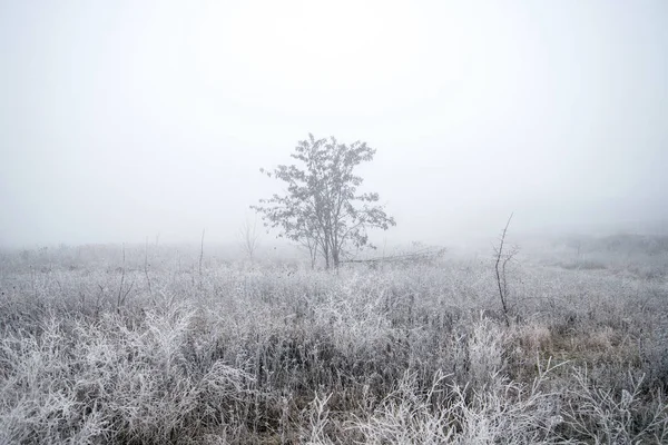 Tree in the fog on a cold day — Stock Photo, Image