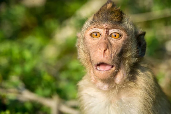 Retrato de mono en la naturaleza —  Fotos de Stock