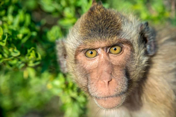 Портрет обезьяны в дикой природе — стоковое фото