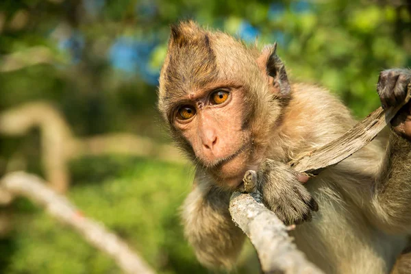 Портрет обезьяны в дикой природе — стоковое фото